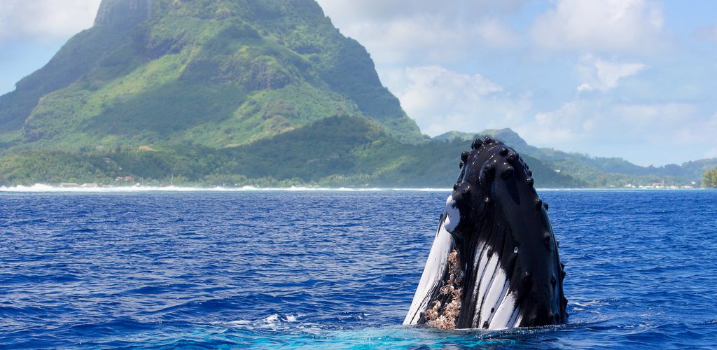 Ausflug Walbeobachtung Bora Bora - Wale - Tahiti