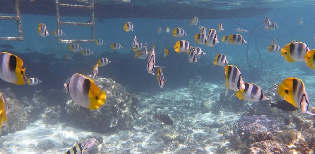 Ausflug Lagunentour mit Motu Picknick & Huahine - Fische - Tahiti