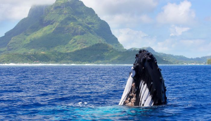 Ausflug Walbeobachtung Bora Bora - Wale - Tahiti